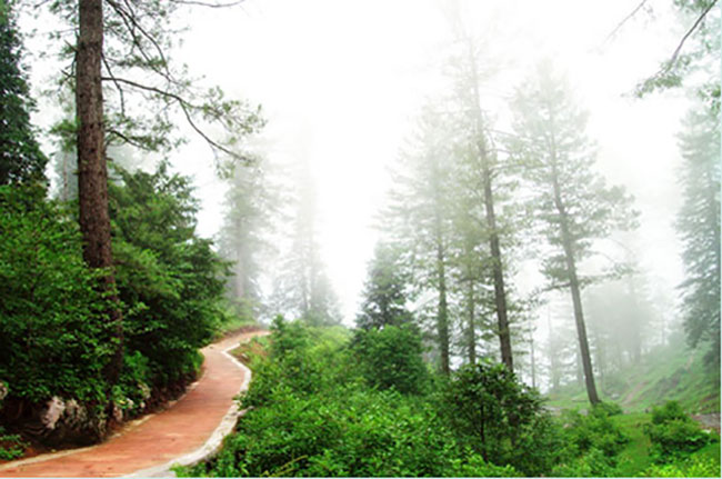 Daringbadi tour package